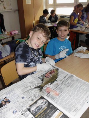 Foto des Albums: SchülerInnen der Klasse 5b präparieren Fische!