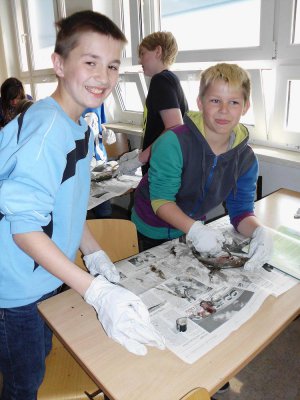 Foto des Albums: SchülerInnen der Klasse 5b präparieren Fische!