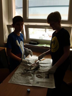 Foto des Albums: SchülerInnen der Klasse 5b präparieren Fische!