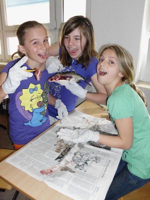 Foto des Albums: SchülerInnen der Klasse 5b präparieren Fische!