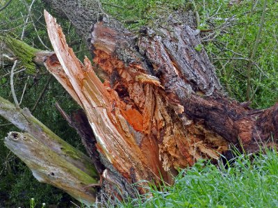 Foto des Albums: Sturmschaden