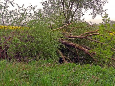 Foto des Albums: Sturmschaden