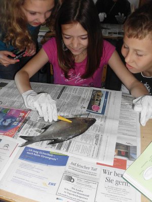 Foto des Albums: Die Klasse 5a präpariert Fische