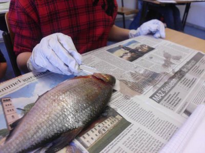 Foto des Albums: Die Klasse 5a präpariert Fische