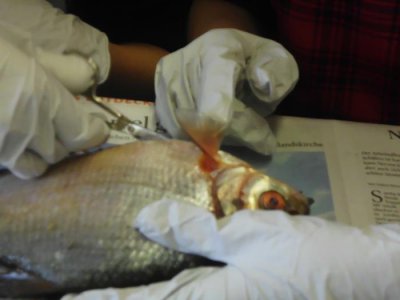 Foto des Albums: Die Klasse 5a präpariert Fische