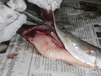 Foto des Albums: Die Klasse 5a präpariert Fische