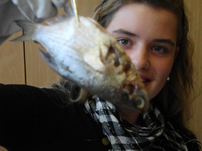 Foto des Albums: Die Klasse 5a präpariert Fische