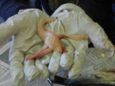 Foto des Albums: Die Klasse 5a präpariert Fische