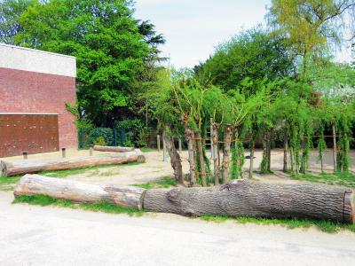 Unser Schulhof - Weidengang und Kletterwand 