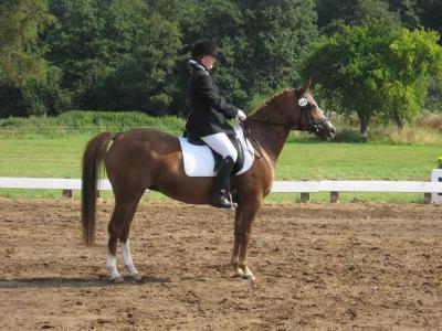 Foto des Albums: OstseeReitTurnier 2009