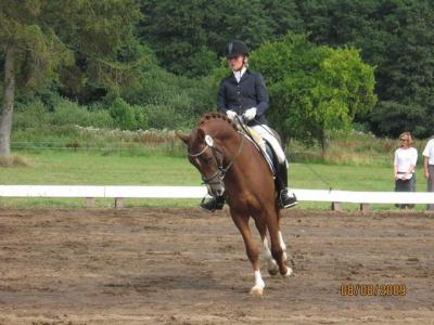 Foto des Albums: OstseeReitTurnier 2009