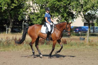 Foto des Albums: OstseeReitTurnier 2013