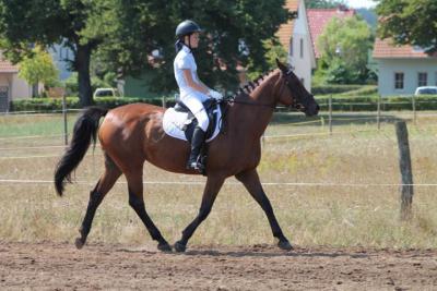 Foto des Albums: OstseeReitTurnier 2013