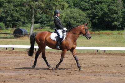 Foto des Albums: OstseeReitTurnier 2013