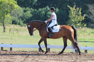 Foto des Albums: OstseeReitTurnier 2013