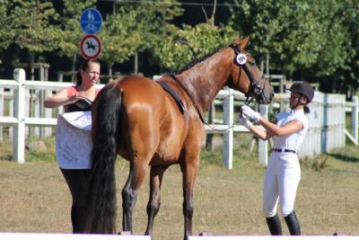 Foto des Albums: OstseeReitTurnier 2013