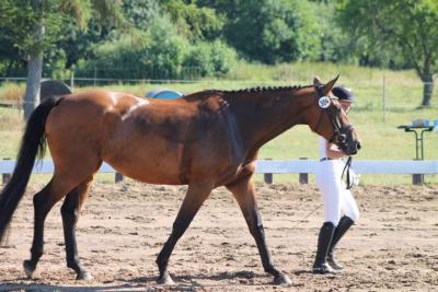 Foto des Albums: OstseeReitTurnier 2013