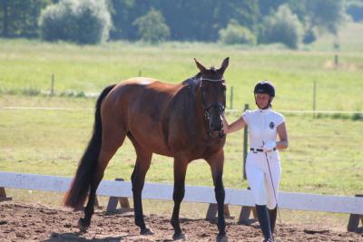 Foto des Albums: OstseeReitTurnier 2013