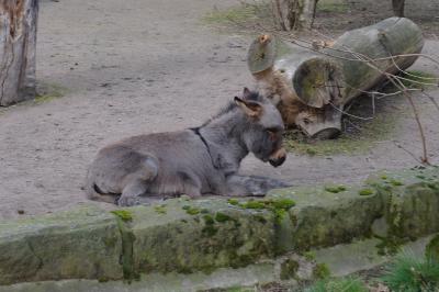 Foto des Albums: Kinderbibeltage im Zoo Dresden (19. 02. 2014)