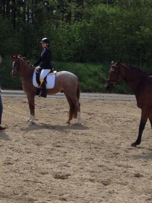Foto des Albums: Reitertag in Dummerstorf am 01. Mai 2014