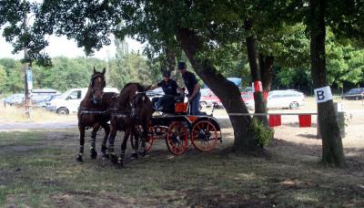 Foto des Albums: Fahrturnier 2010 Weser-Ems-Meisterschaften