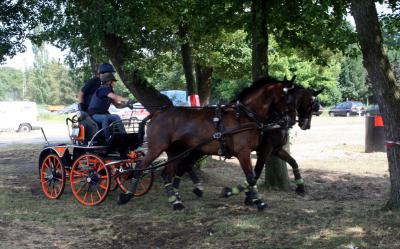 Foto des Albums: Fahrturnier 2010 Weser-Ems-Meisterschaften