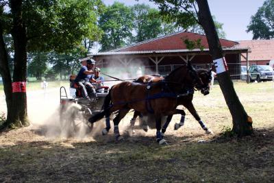 Foto des Albums: Fahrturnier 2010 Weser-Ems-Meisterschaften