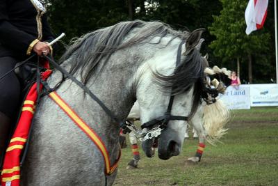 Foto des Albums: Reitturnier 2011