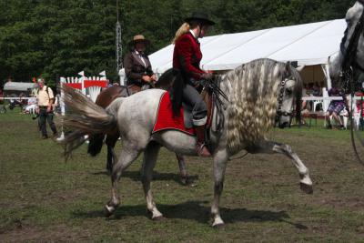 Foto des Albums: Reitturnier 2011