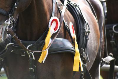 Foto des Albums: Fahrtunier 2012