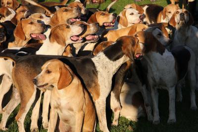 Foto des Albums: Herbstjagd 2012 Cappenberger Meute