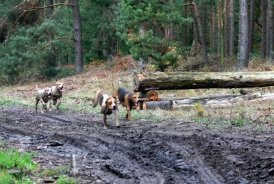 Foto des Albums: Herbstjagd 2012 Cappenberger Meute
