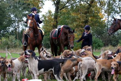 Foto des Albums: Herbstjagd 2012 Cappenberger Meute
