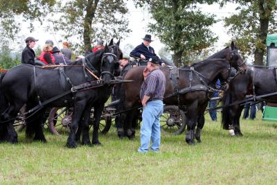 Foto des Albums: Herbstjagd 2012 Cappenberger Meute