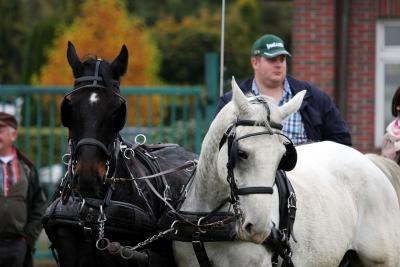 Foto des Albums: Herbstjagd 2012 Cappenberger Meute