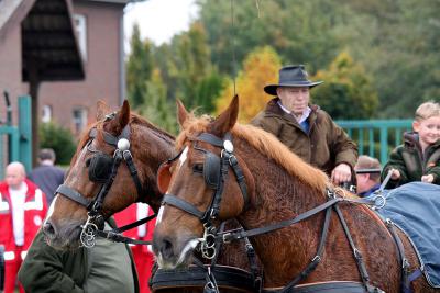 Foto des Albums: Herbstjagd 2012 Cappenberger Meute