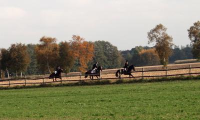 Foto des Albums: Herbstjagd 2012 Cappenberger Meute