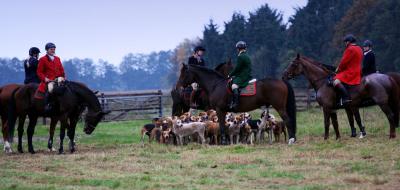 Foto des Albums: Herbstjagd 2012 Cappenberger Meute