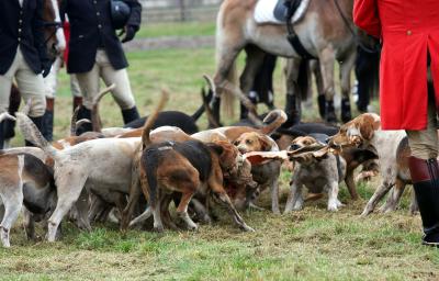 Foto des Albums: Herbstjagd 2012 Cappenberger Meute