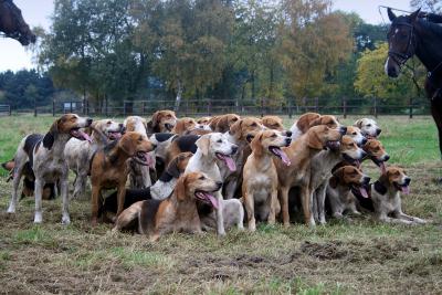 Foto des Albums: Herbstjagd 2012 Cappenberger Meute