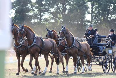 Foto des Albums: Fahrtunier 2013
