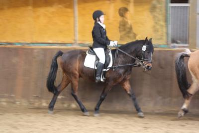 Foto des Albums: Altes Amt Friesoythe Turnier 2013