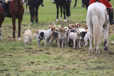 Foto des Albums: Herbstjagd 2013