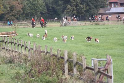 Foto des Albums: Herbstjagd 2013