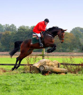 Foto des Albums: Herbstjagd 2013