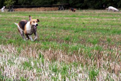 Foto des Albums: Herbstjagd 2013