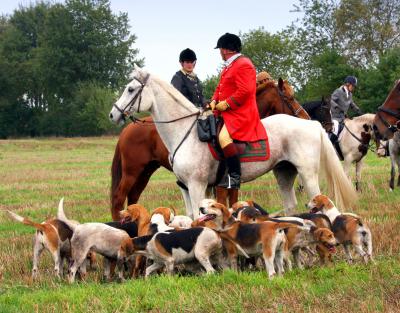 Foto des Albums: Herbstjagd 2013