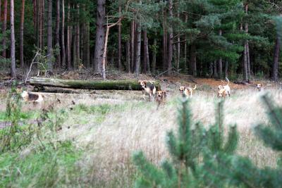 Foto des Albums: Herbstjagd 2013