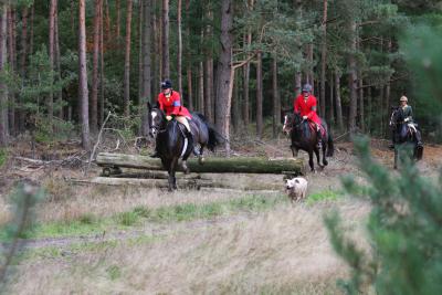 Foto des Albums: Herbstjagd 2013