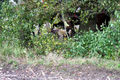 Foto des Albums: Herbstjagd 2013